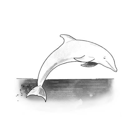 dolphin near coast